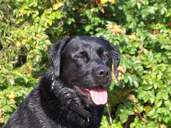 Labrador retriever Kato - Kato ved Ulbækhus år 2009 billede 2