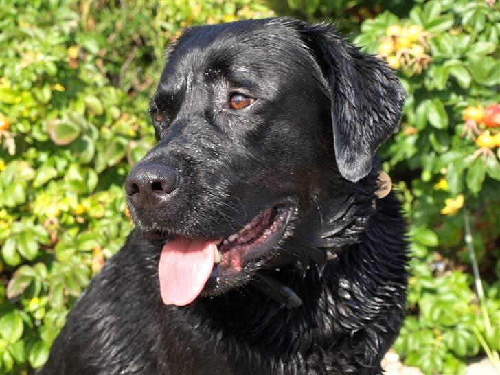 Labrador retriever Kato - Kato ved stranden ;) billede 3