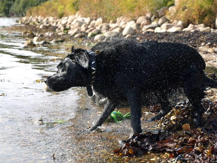 Labrador retriever Kato billede 4