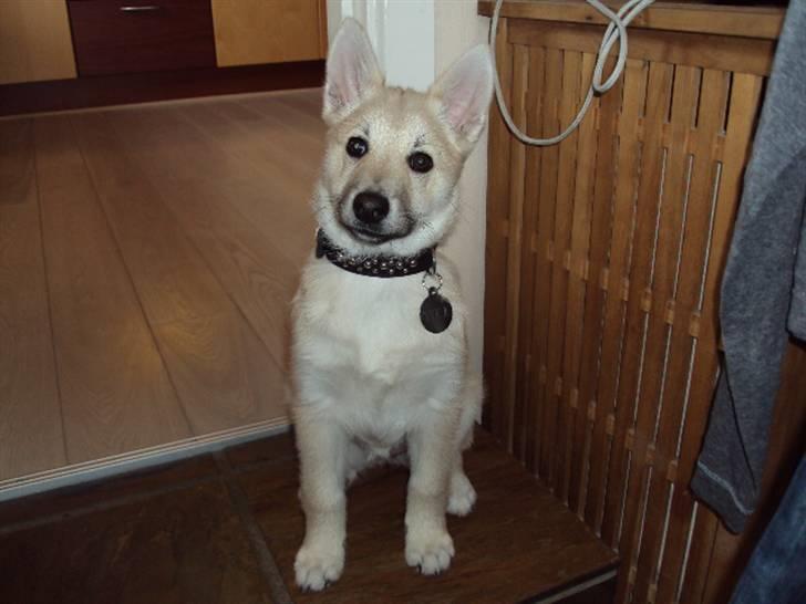 Norsk buhund tika - 12½ uge.. skal vi ud at gå eller hvad? billede 14