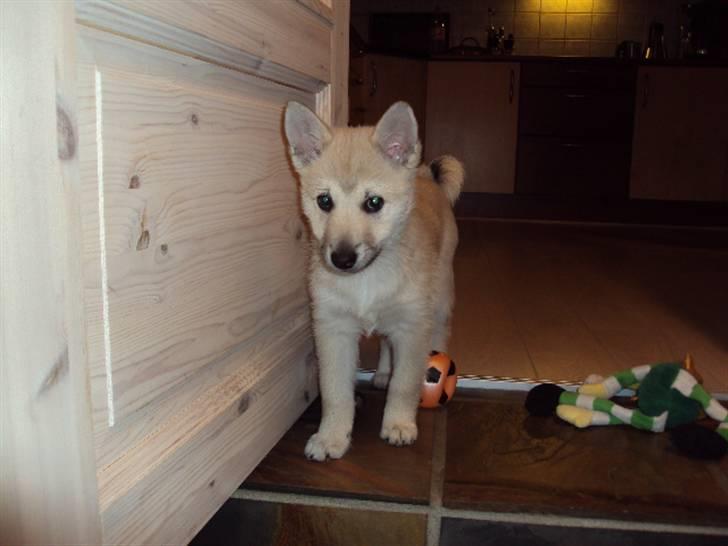 Norsk buhund tika - hvad har jeg nu gjort. billede 15