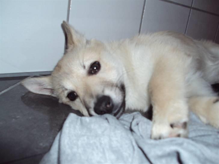 Norsk buhund tika - uh hvor ligger man godt her. billede 16