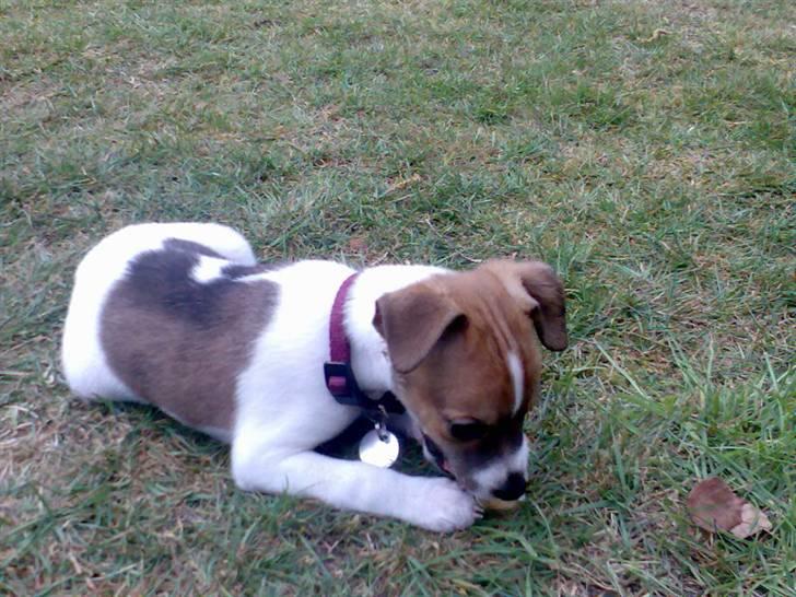 Dansk svensk gaardhund Sonie billede 1