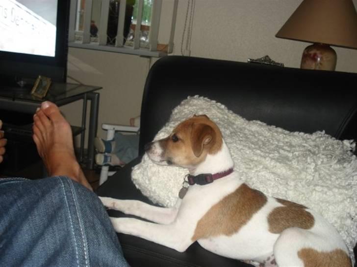 Dansk svensk gaardhund Sonie billede 2