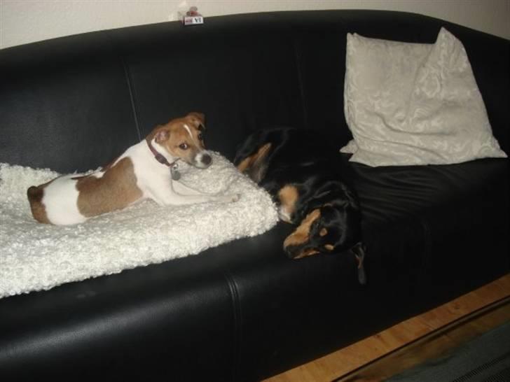 Dansk svensk gaardhund Sonie billede 3