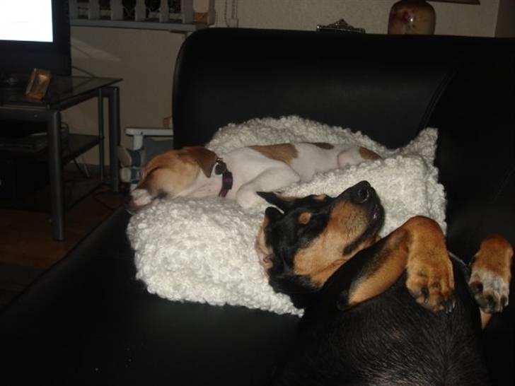 Dansk svensk gaardhund Sonie - sikken hundeliv....... billede 4