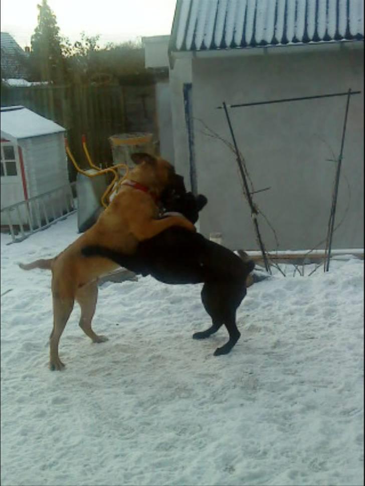 Blanding af racer Pepsi  (solgt savner dig) - Altid Godt Med En Lille Omgang; Leg(; #2 billede 2