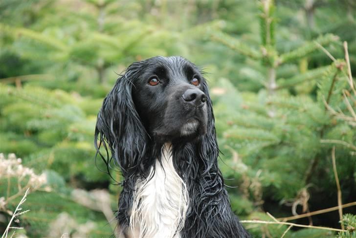 Field Trial spaniel Aslan billede 7