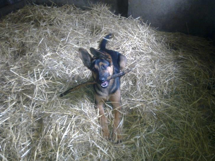 Blanding af racer Jacko billede 15