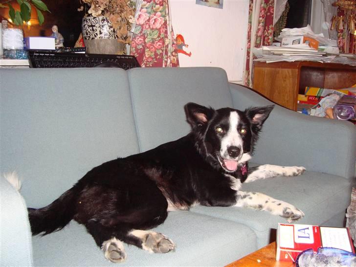 Border collie Molly - Jubii, jeg har sofaen for mig selv billede 1