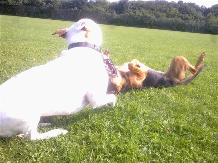 Blanding af racer Jacko billede 17