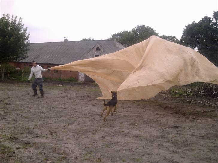 Blanding af racer Jacko billede 18