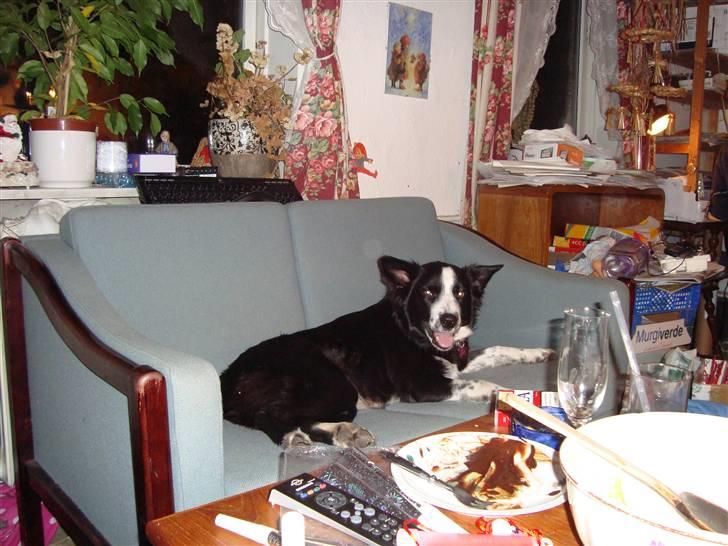 Border collie Molly - he he det er stadig min sofa billede 2
