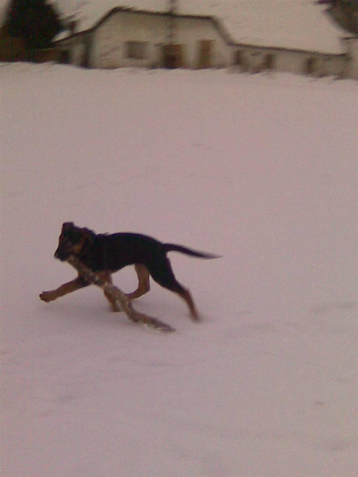 Blanding af racer Jacko billede 19