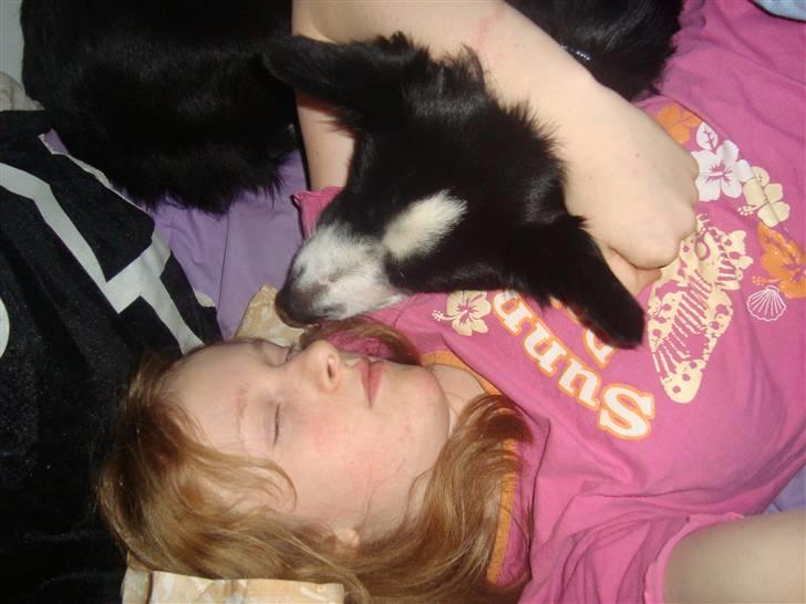 Border collie Molly - Lea og Molly, SSSSHHHHHHH vi sover billede 3