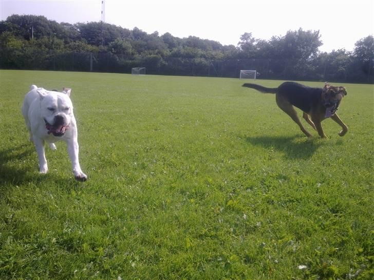 Blanding af racer Jacko billede 20