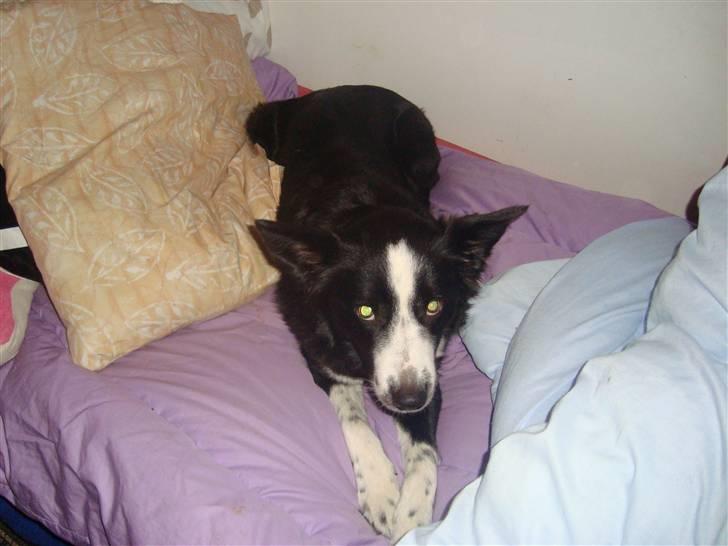 Border collie Molly - Snuppede lige Leas seng. billede 4