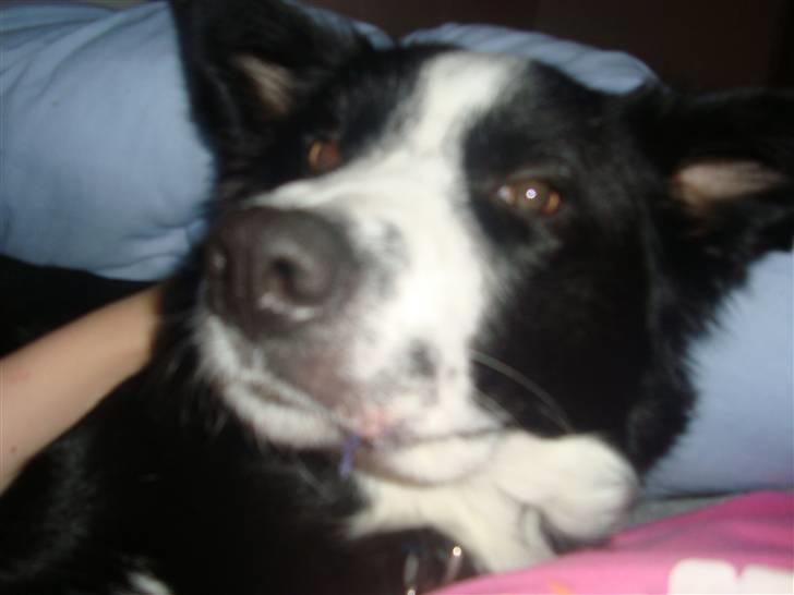 Border collie Molly - Vi nyder livet billede 5