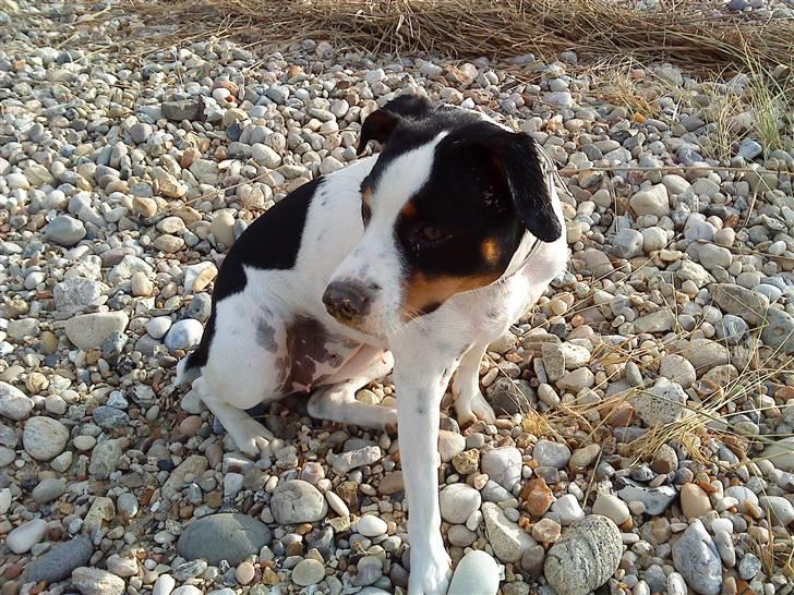 Blanding af racer Ea billede 1