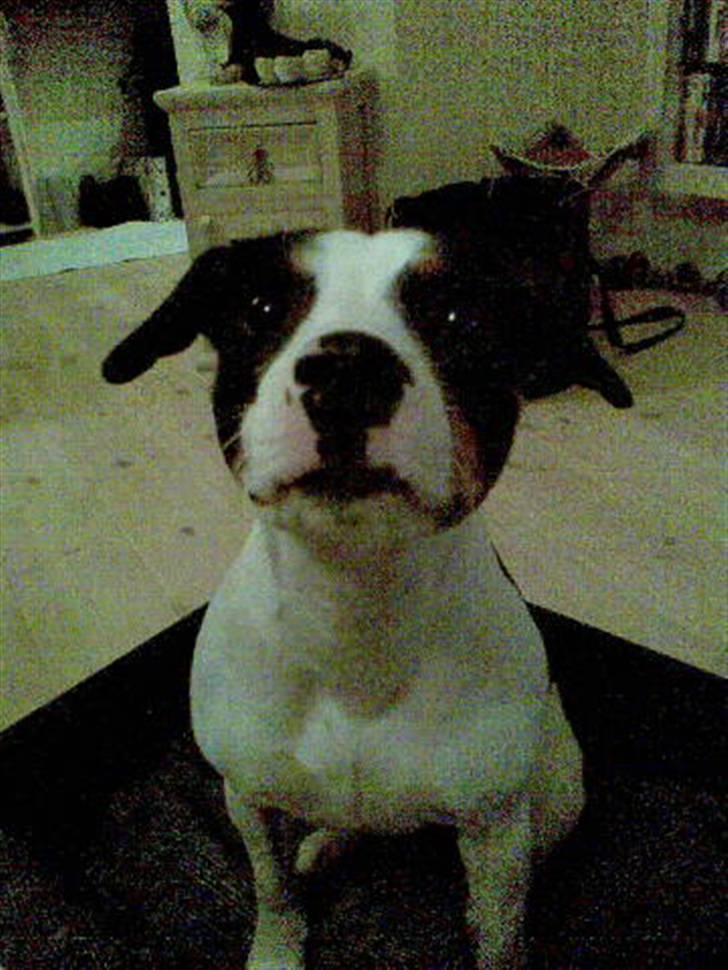 Blanding af racer Ea billede 2