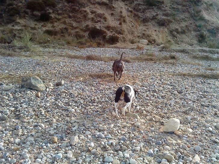 Blanding af racer Ea billede 3