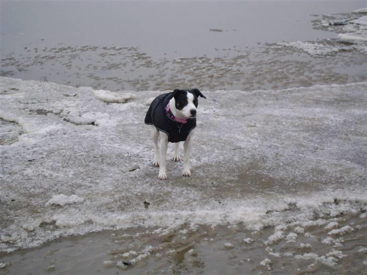 Blanding af racer Ea - En tur på stranden, godt man har en "jakke". billede 5