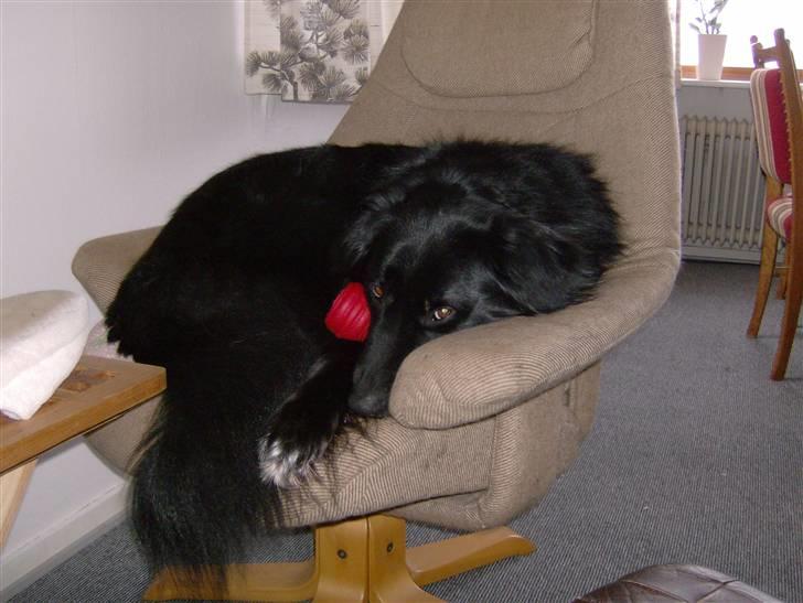 Blanding af racer Yoda billede 8