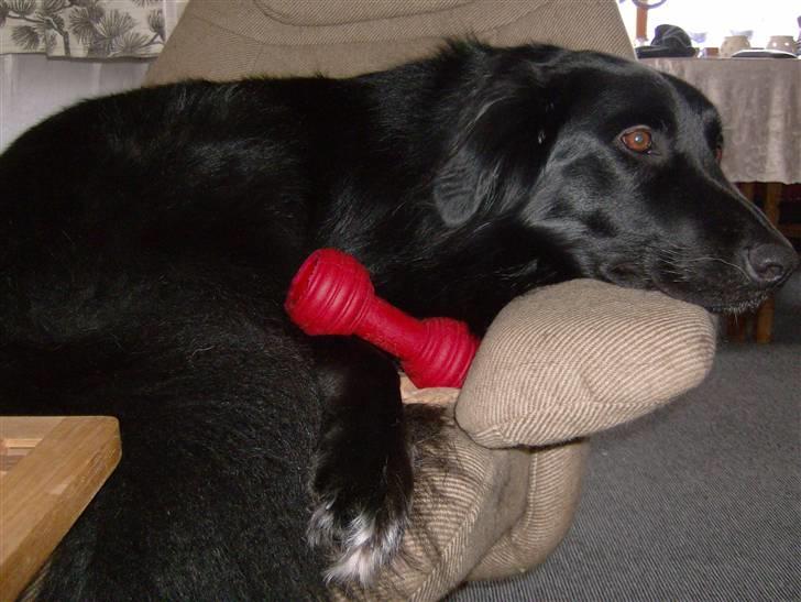 Blanding af racer Yoda billede 9