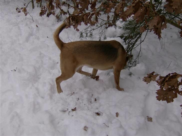 Blanding af racer Sascha billede 8