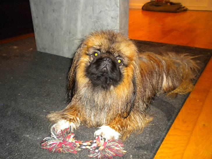 Pekingeser Dengse Ming Blach billede 21
