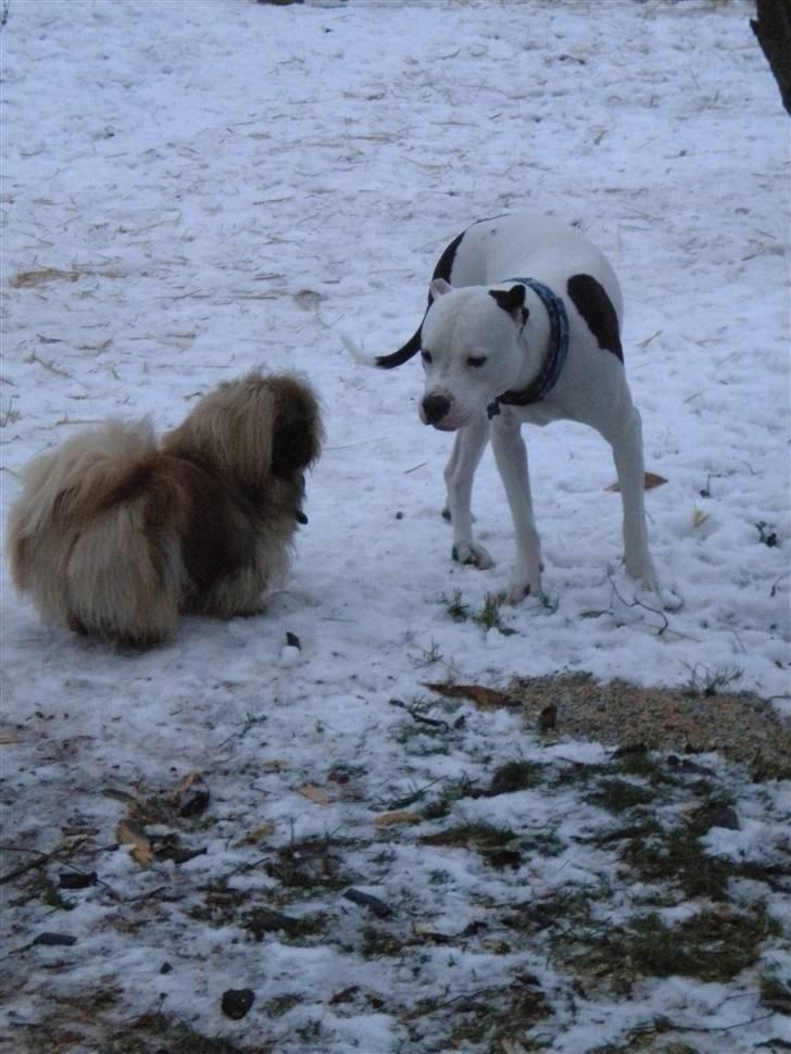 Pekingeser Dengse Ming Blach billede 22