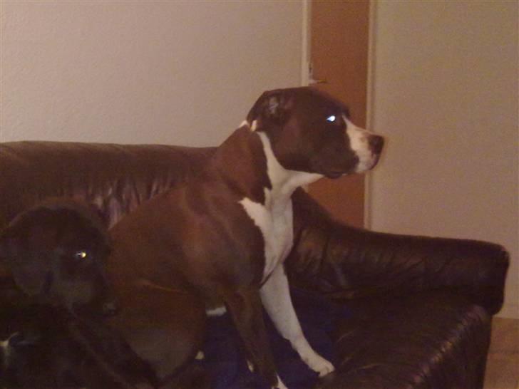 Amerikansk staffordshire terrier gucci billede 1