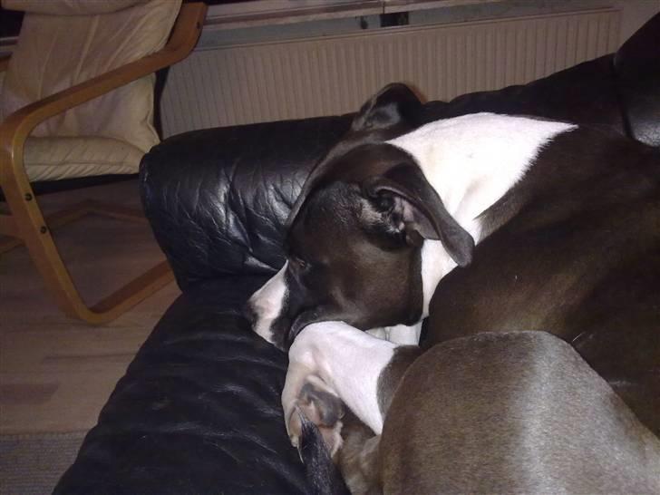 Amerikansk staffordshire terrier gucci billede 3