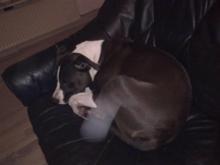 Amerikansk staffordshire terrier gucci billede 4