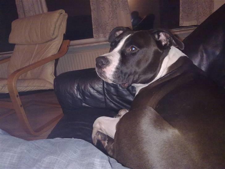 Amerikansk staffordshire terrier gucci billede 5