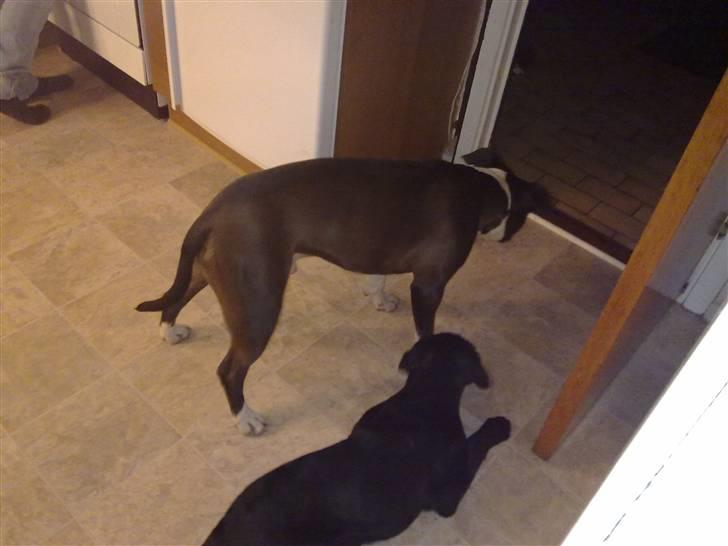 Amerikansk staffordshire terrier gucci billede 7