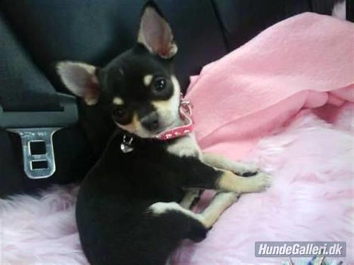 Chihuahua • Nala •  - Velkommen til Nala´s profil;) billede 1