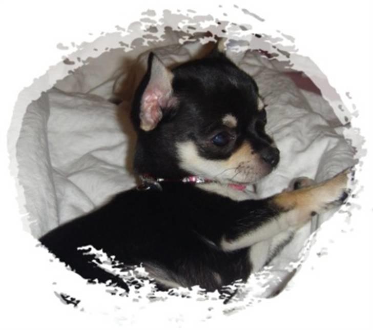 Chihuahua • Nala •  - <3 billede 2