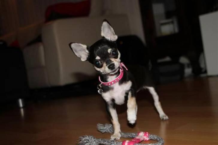 Chihuahua • Nala •  - Vil du trække tog moar?? billede 3