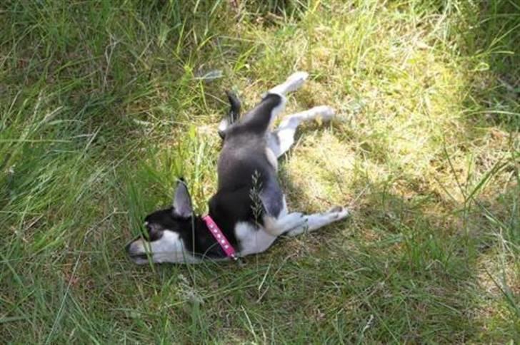 Chihuahua • Nala •  - mmm rulle sig græsset ahh det bar´ sagen;) billede 4