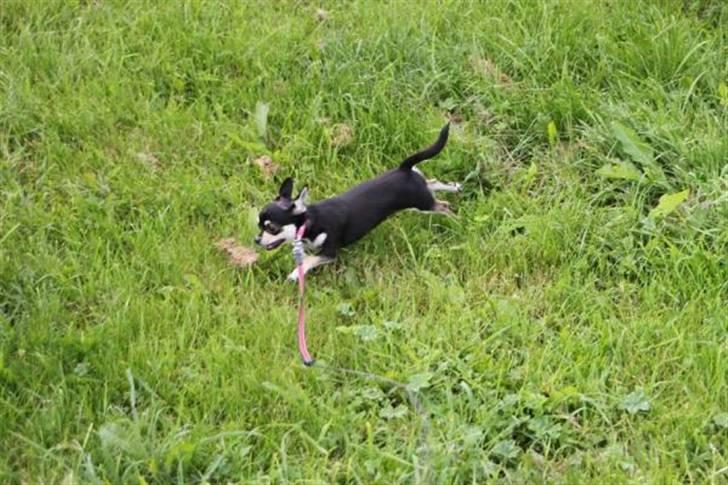 Chihuahua • Nala •  - wee løøbe, det noget hun elsker billede 5