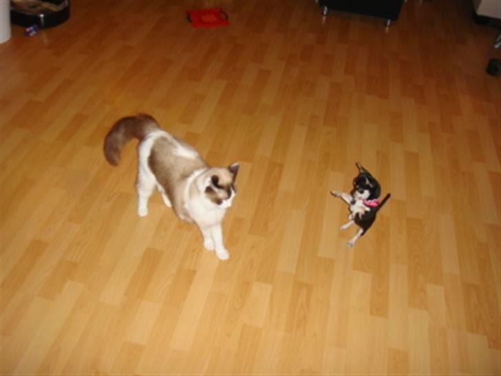 Chihuahua • Nala •  - grrrrr jeg er en faaarlig kamphund!! billede 6