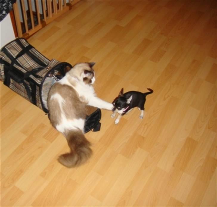 Chihuahua • Nala •  - når hvis du ikke vil lege så spiser jeg da bare dit ben grrrr farlig hund haha;´D billede 7