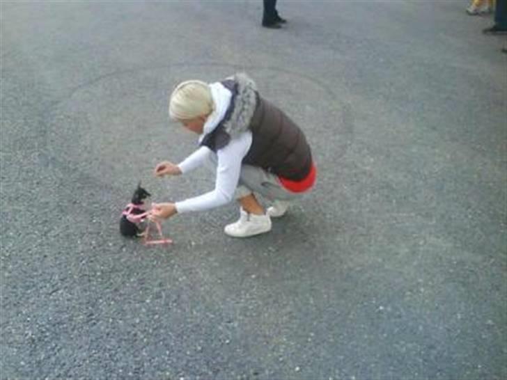 Chihuahua • Nala •  - "Sit" heeh billede 8