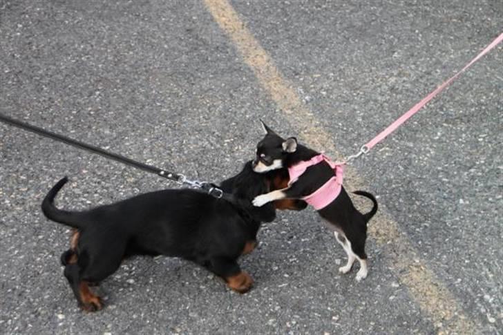 Chihuahua • Nala •  - Heeej balder, når vi er til hundetræning skal Nala altid liige over og kramme denne hund;) hehe.. billede 9