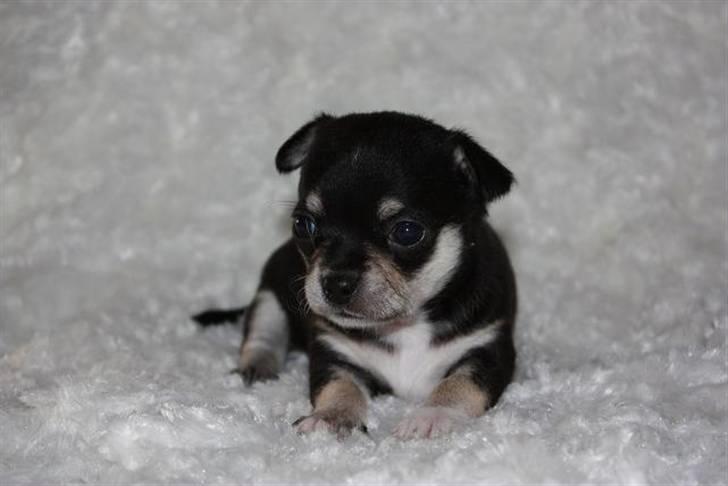 Chihuahua • Nala •  - Nala 8 uger  billede 10