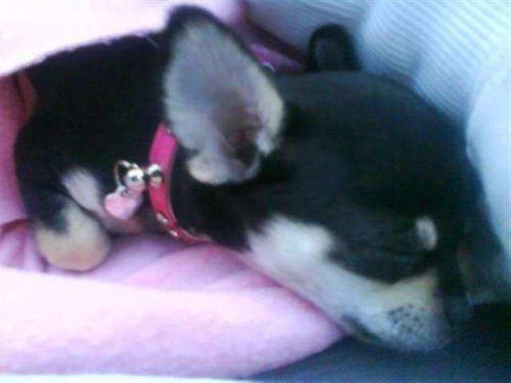 Chihuahua • Nala •  - Nala pigen<3 billede 11