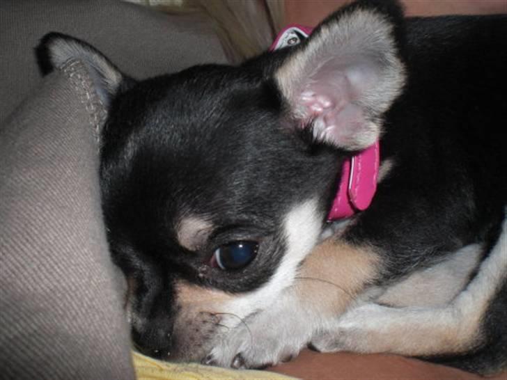 Chihuahua • Nala •  - ihh moar! - må man dog iik snart sove i fred?? uden af at du skal tage alle de billeder billede 12