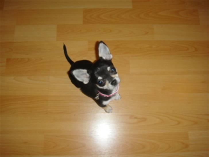 Chihuahua • Nala •  - Hold da op hvor føler "kamphunden" sig dog lille dér hehe;) billede 13