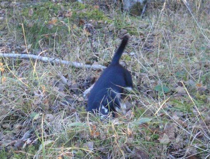 Chihuahua • Nala •  - grave huller ihh det også sjovt:D billede 14